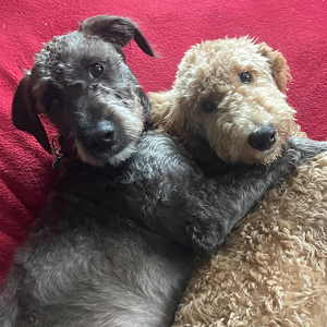 Dunphy and Chopper's Team